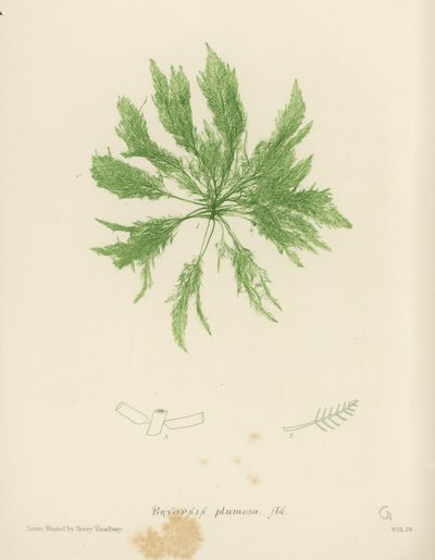 British Sea-Weed by English School